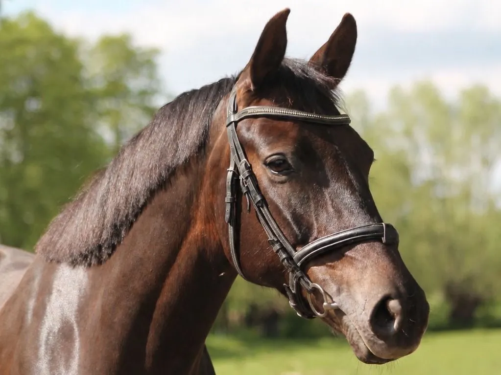 Braunes Pferd mit Trense im Nahportrait