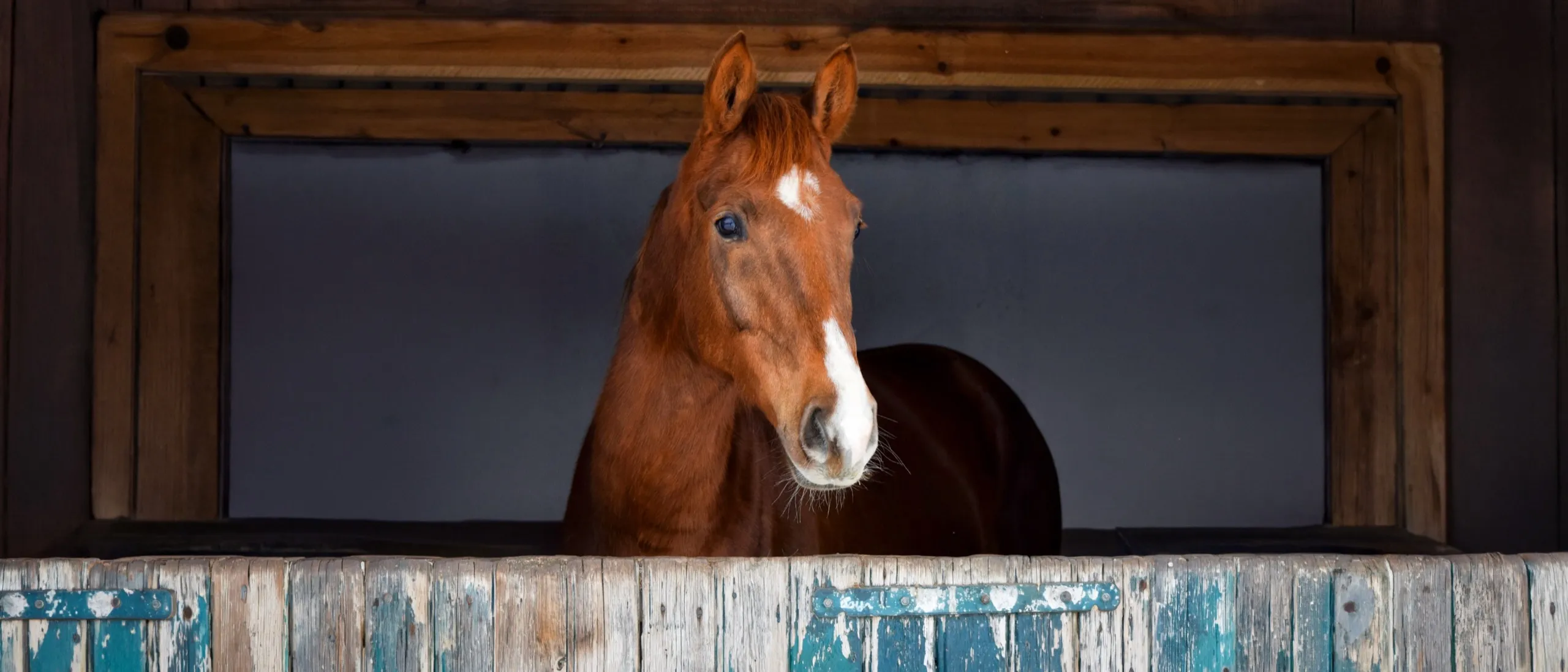 Fuchsfarbenes Pferd schaut aus einem Stallfenster über eine verwitterte Holzbande