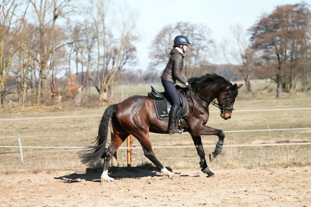 Dunkelbraunes Schulpferd im Galopp auf dem Paddock