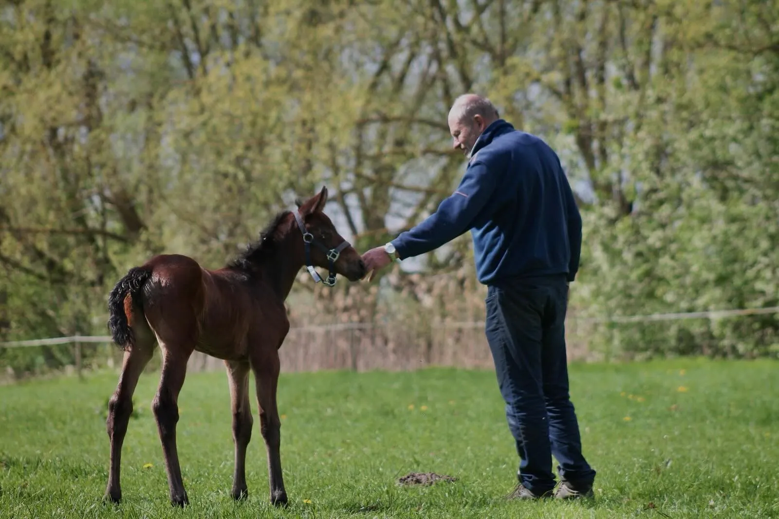 Siegfried Dörge mit einem Fohlen auf der Weide